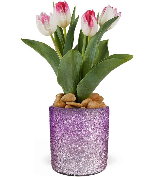 Dreamy Tulip Plant